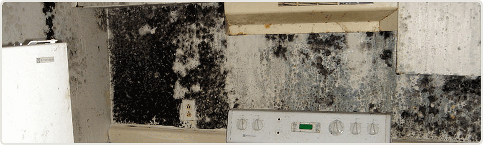 Mold Remediation