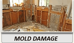 Mold Damage